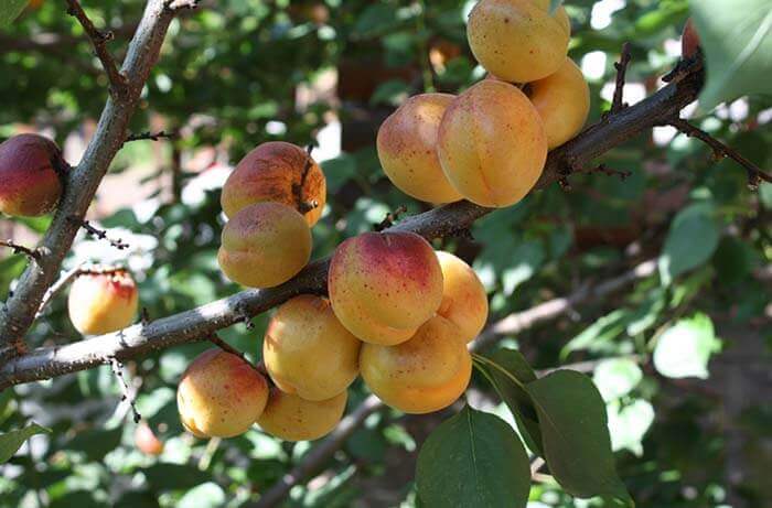 Абрикос (Prunus armeniaca) 