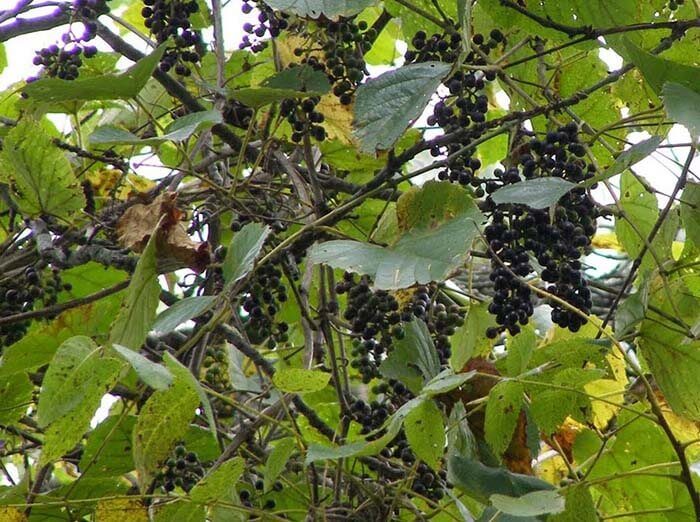 Виноград амурский (Vinis amurensis) 