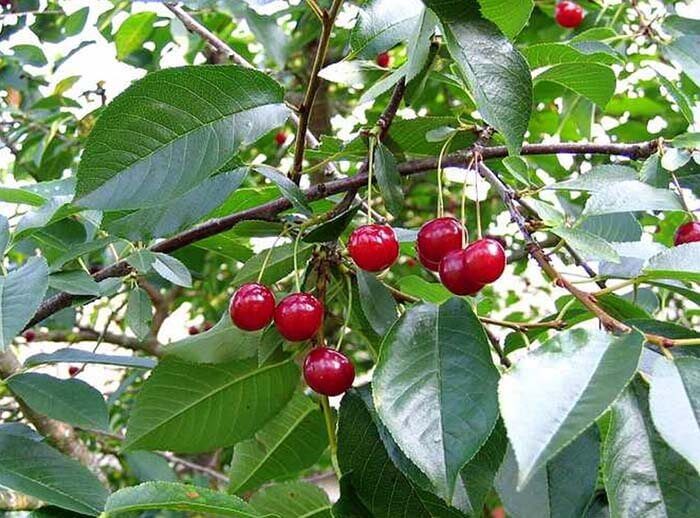 Вишня (Prunus subg. cerasus) 