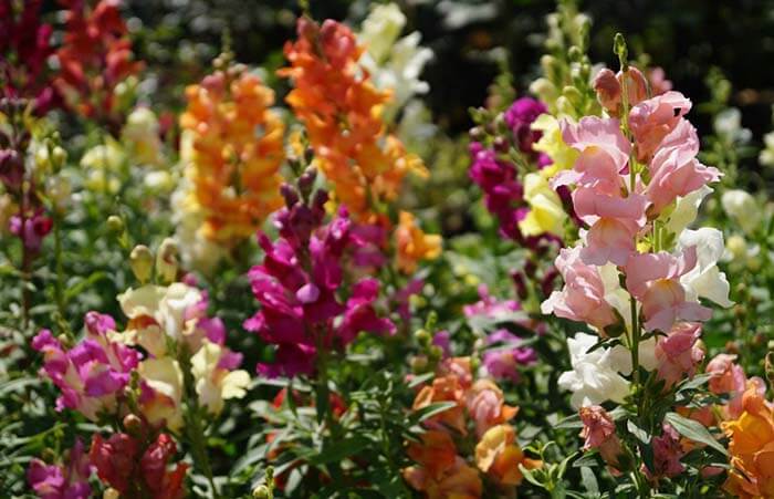 Антирринум (Antirrhinum), или львиный зев 