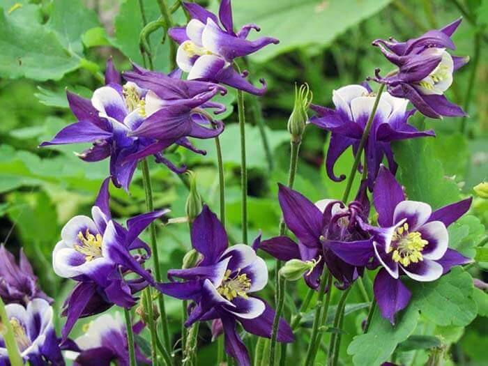 Аквилегия (Aquilegia), или водосбор 