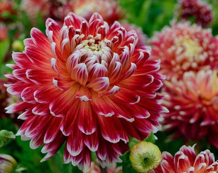 Георгина (Dahlia) 