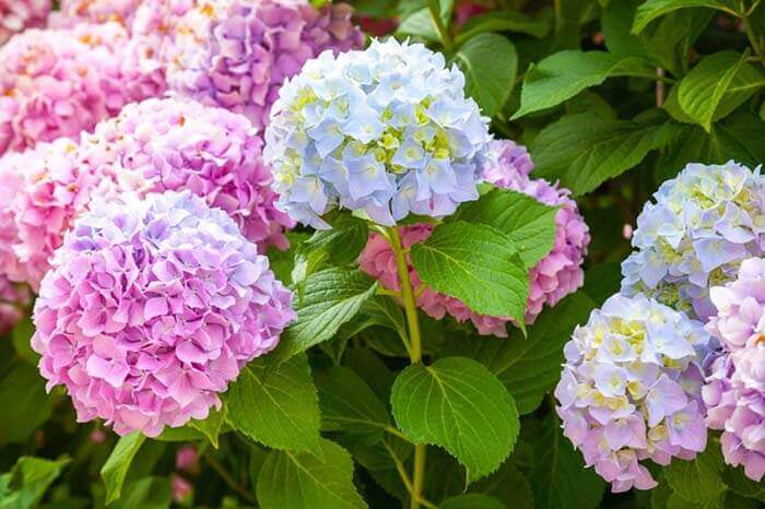 Гортензия (Hydrangea) 