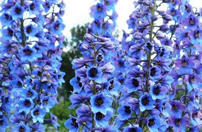 Дельфиниум (Delphinium), или живокость, шпорник 