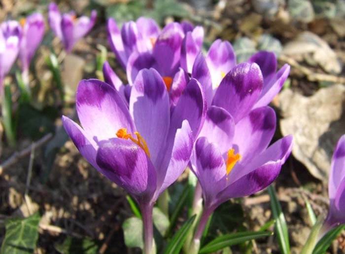 Крокус (Crocus), или шафран 