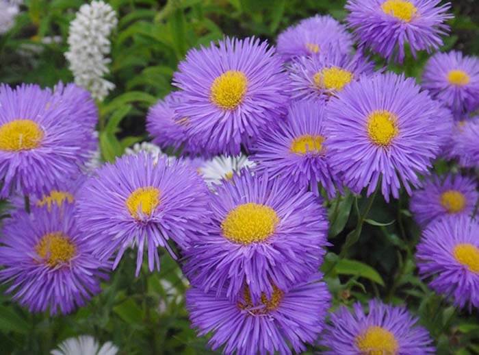 Мелколепестник (Erigeron) 