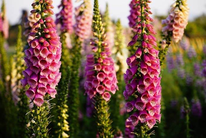 Наперстянка (Digitalis) 