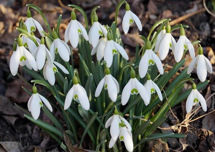 Подснежник (Galanthus) 