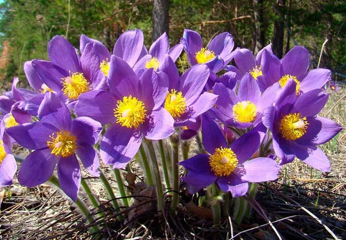 Прострел (Pulsatilla), или сон-трава 