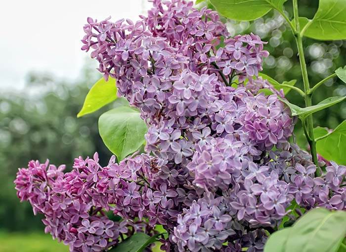 Сирень (Syringa) 