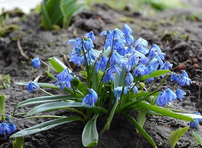 Сцилла (Scilla), или пролеска 