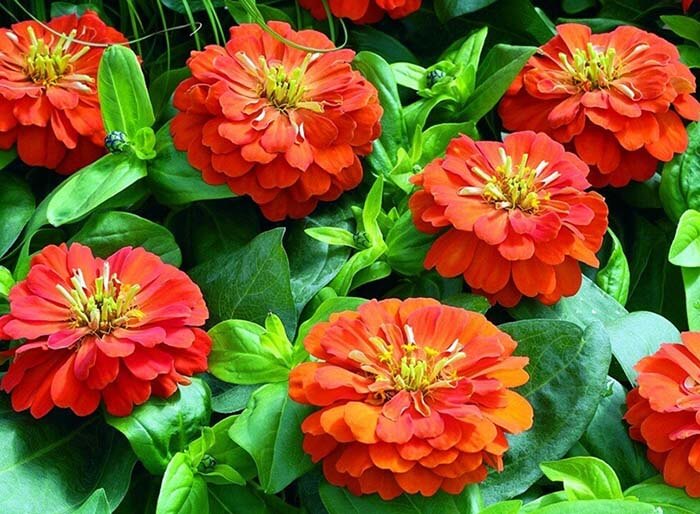 Цинния (Zinnia) 